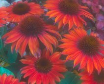 Flowers from the Garden