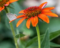 _Z620435-NEF_DxO_DeepPRIME