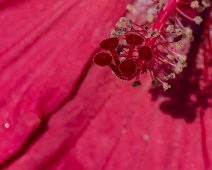 _Z620712-NEF_DxO_DeepPRIME