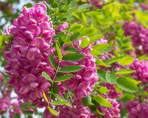 _Z622401-NEF_DxO_DeepPRIME