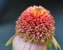 _Z629925